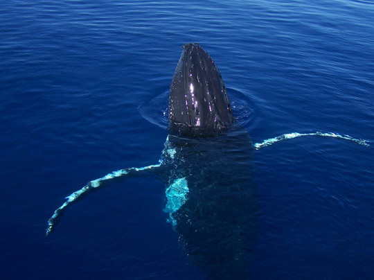 Eastern Voyager Charters-Gladstone必去景点