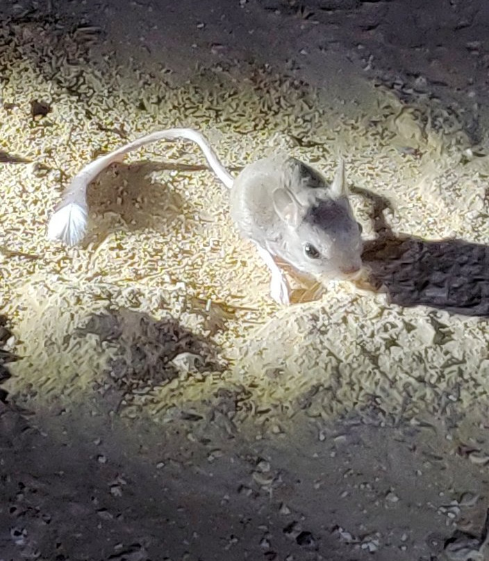 Negev Jeep-Sde Boker必去景点