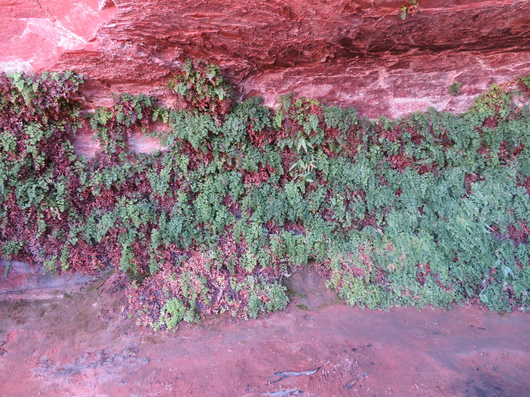 Hanging Gardens Trail-佩吉必去景点