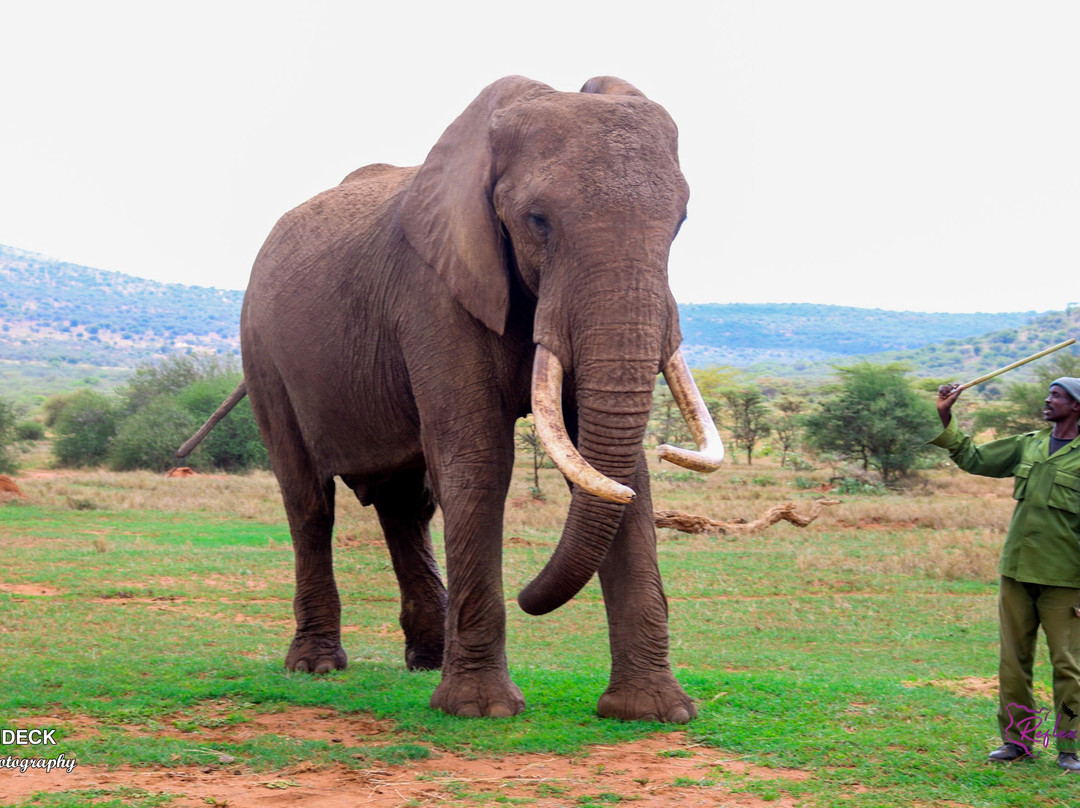 Ol Jogi Wildlife Conservancy-南由基必去景点