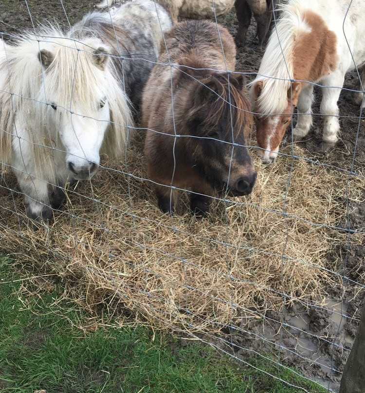 Ashlyns Farm Shop-North Weald必去景点