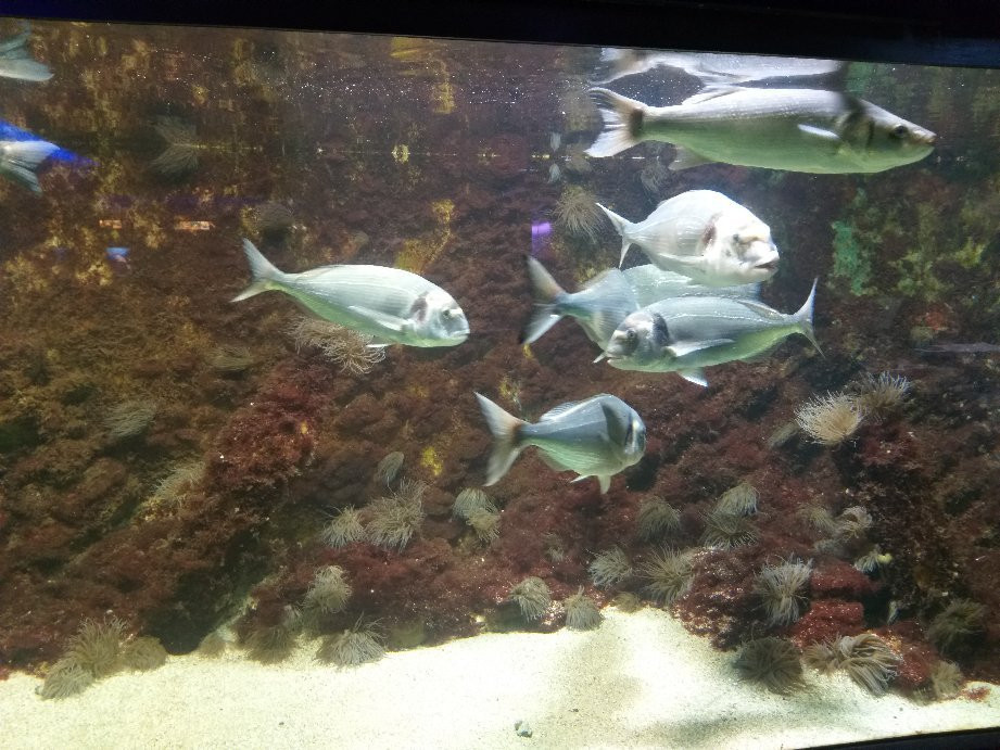 Acuario Municipal景点图片