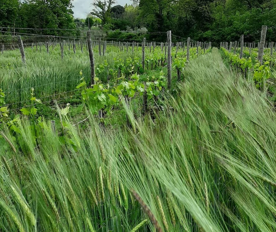 Tenuta La Novella-San Polo in Chianti必去景点