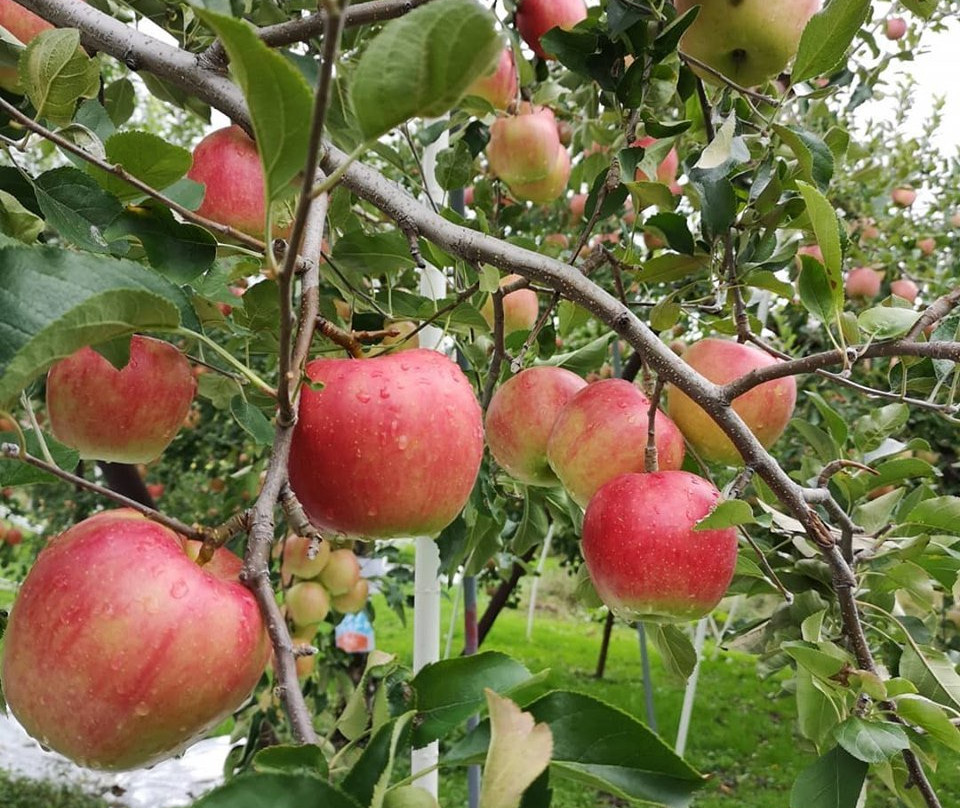 NTA farm fruits land! by Shiozakinoen-饭山市必去景点