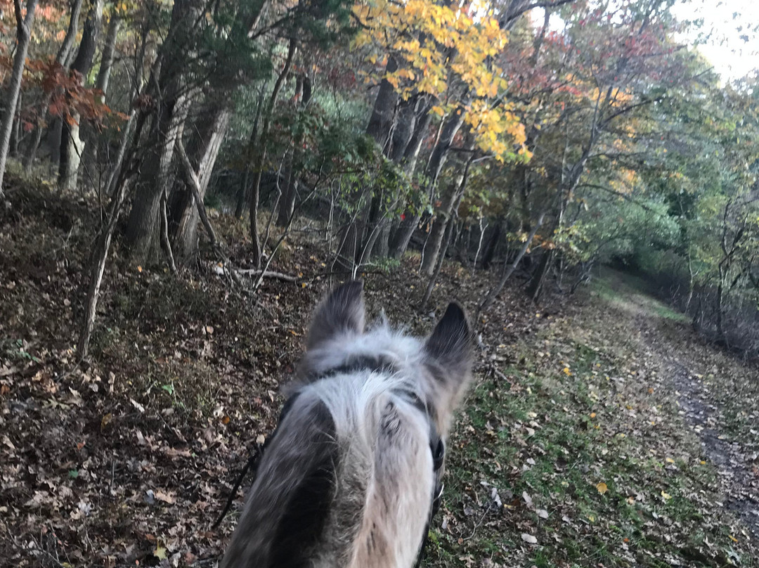Dba Nativity Riding Academy景点图片