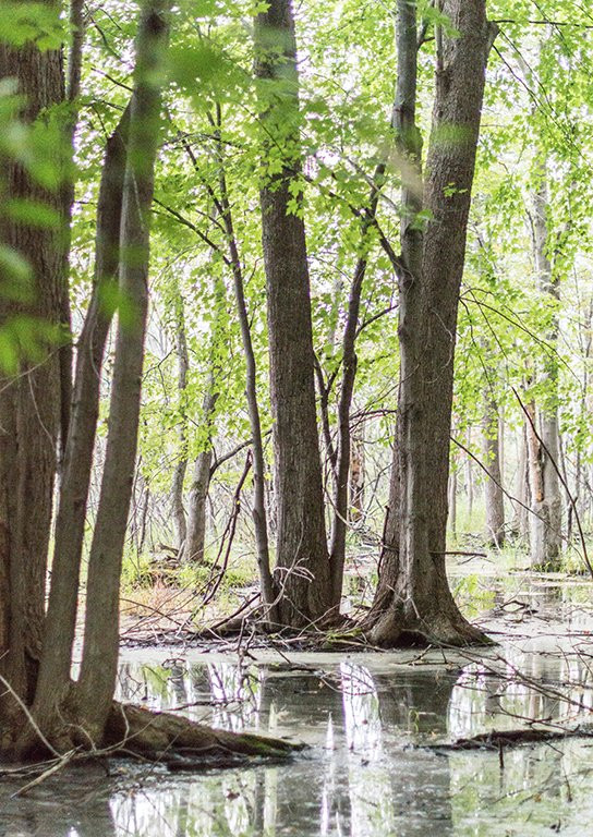 Bishop’s Bog Preserve Trail景点图片