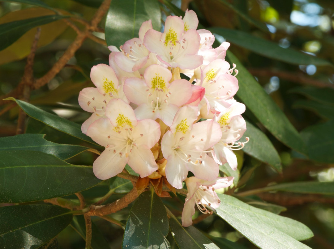 Medfield Rhododendrons景点图片
