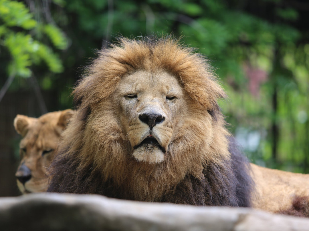 Safari Zoological Park景点图片