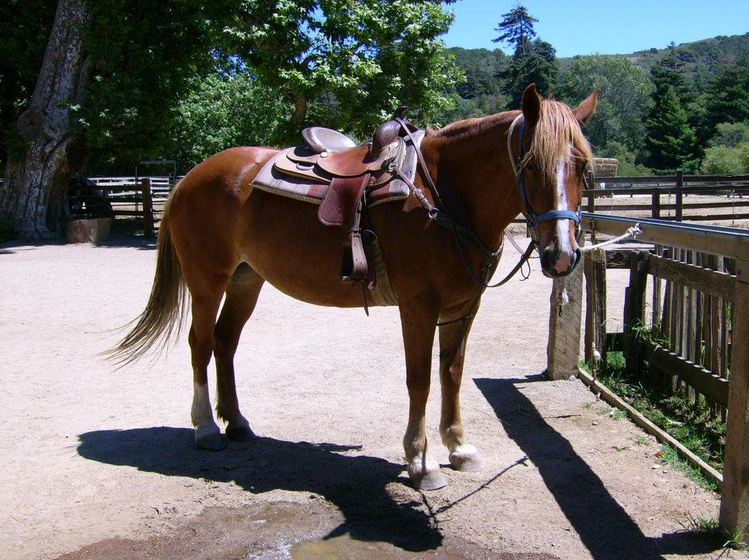 Molera Horseback Tours景点图片