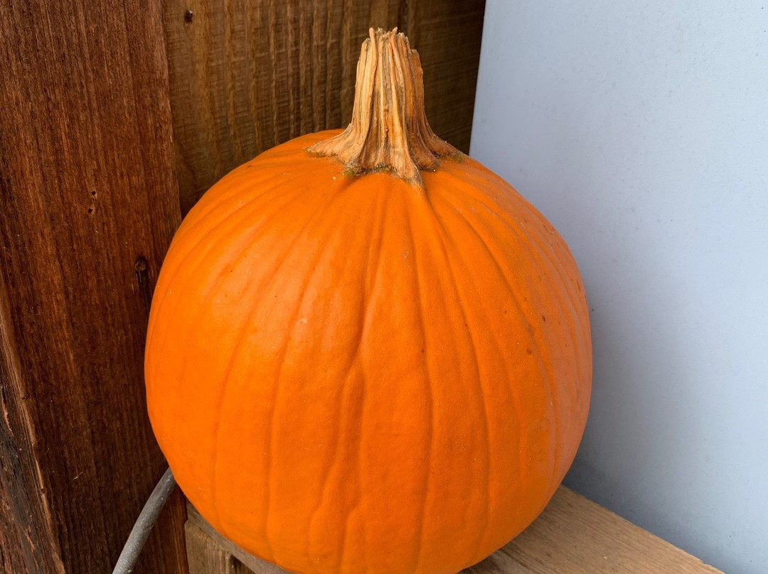 Alewine Pottery-盖林柏格必去景点