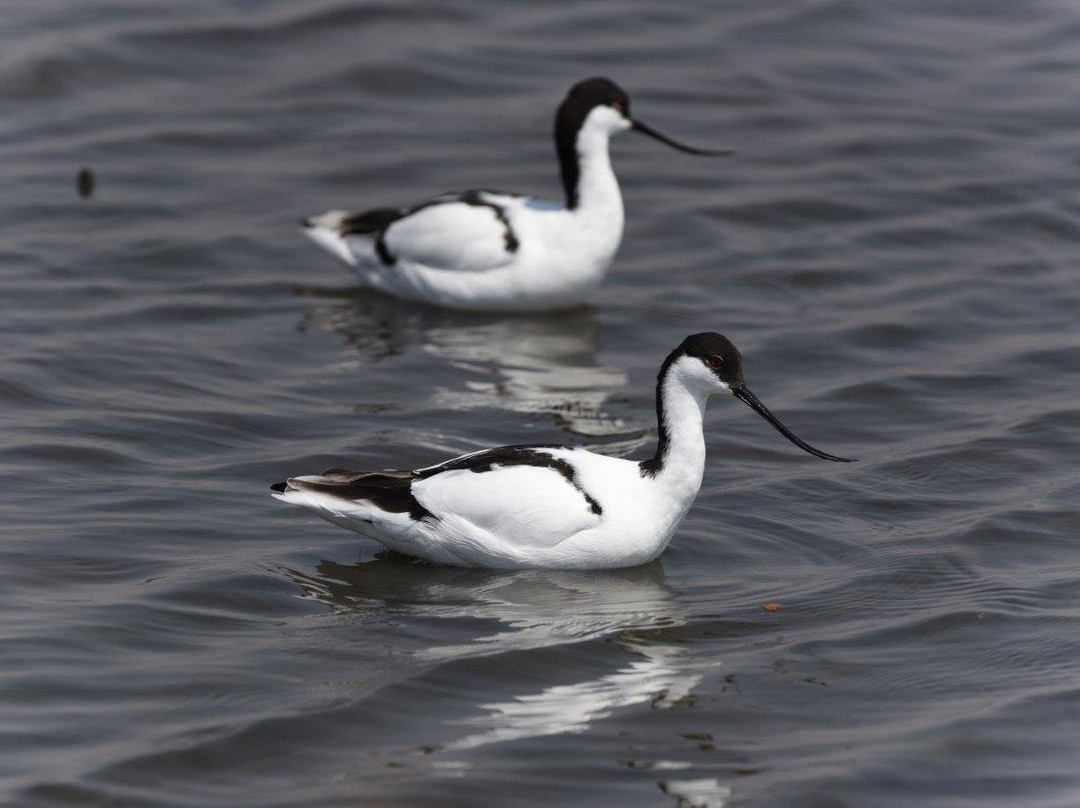 Marievale Bird Sanctuary-Nigel必去景点