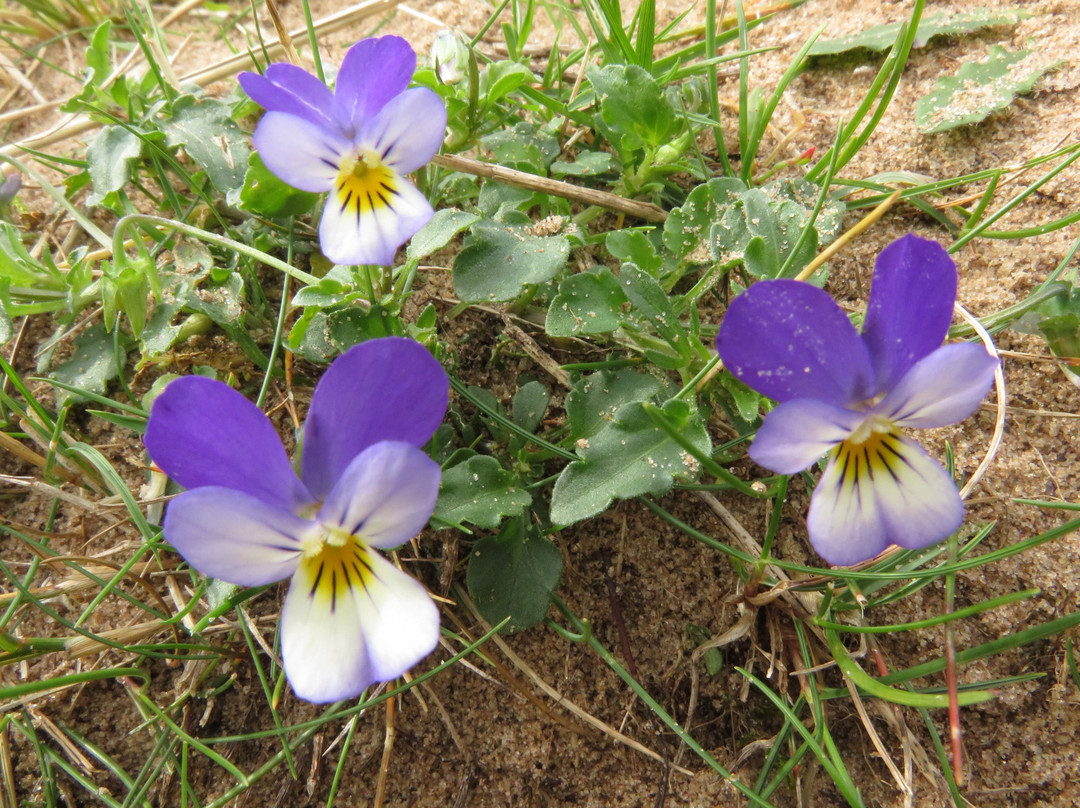 Sandscale Haws National Nature Reserve景点图片
