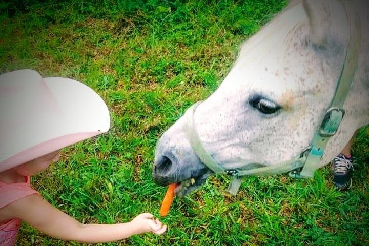 The Stables at Northeast Georgia-Carnesville必去景点
