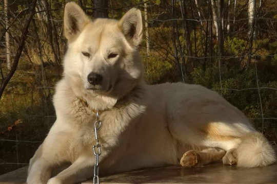 Stengelsen husky-阿尔塔必去景点