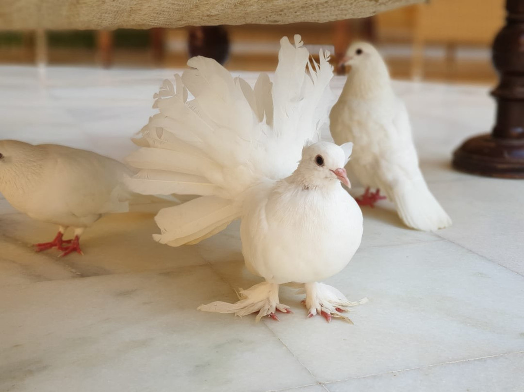 苏尔亚加酒店主图