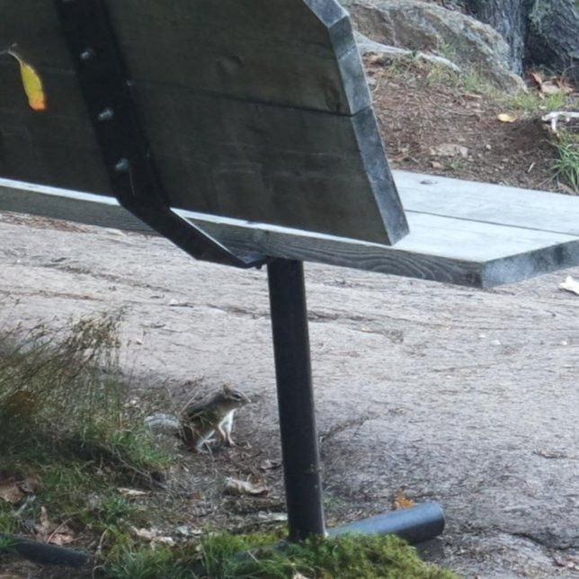 Beaver Pond Trail-阿冈昆公园必去景点