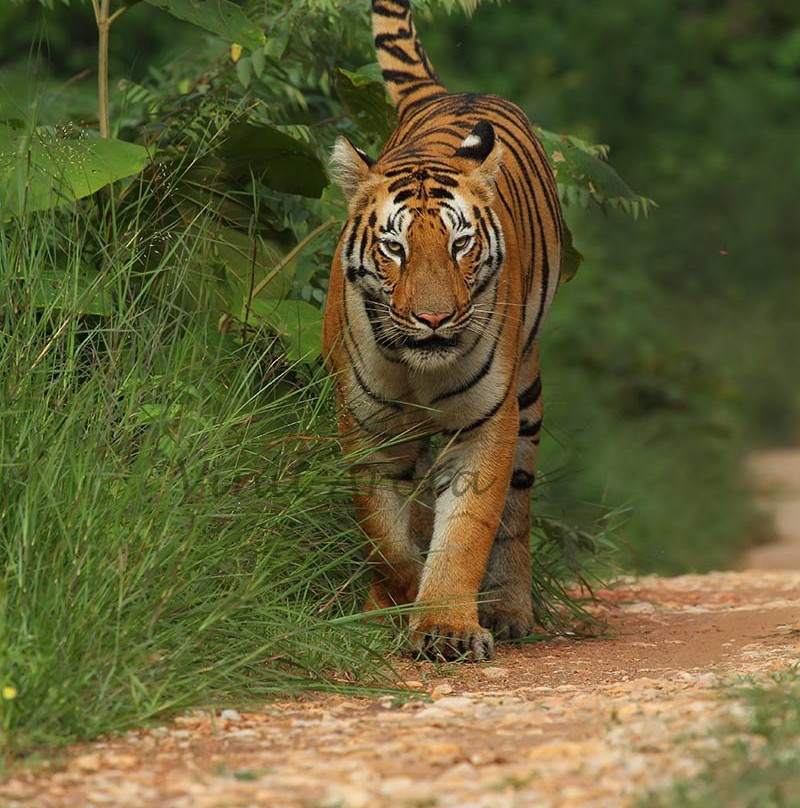 Umred Karhandla Wildlife Sanctuary景点图片