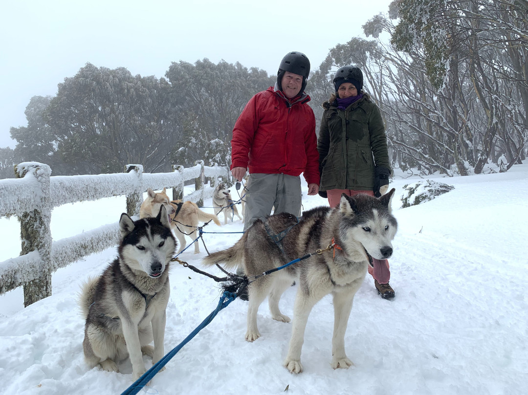Howling Husky Sled Dog Tours-Mount Baw Baw必去景点