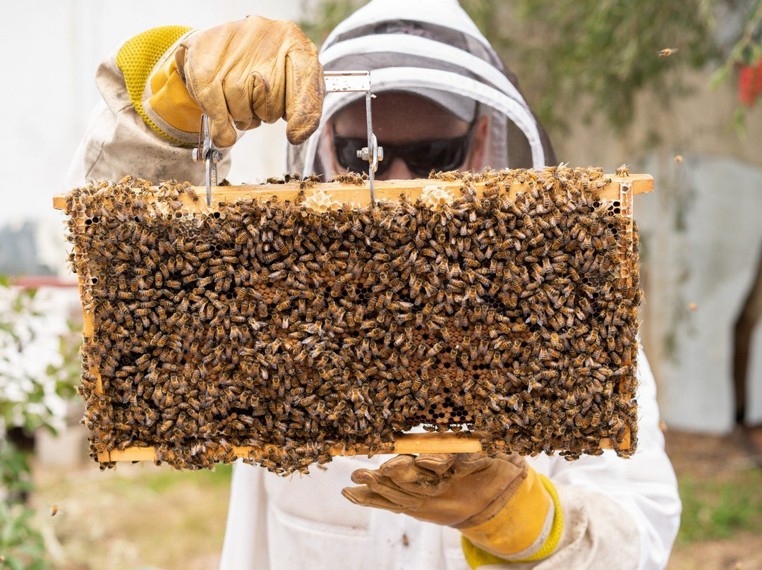 Beekeeping Class Newcastle - Hands On景点图片