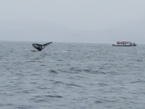 Alaska Humpback Adventures-朱诺必去景点