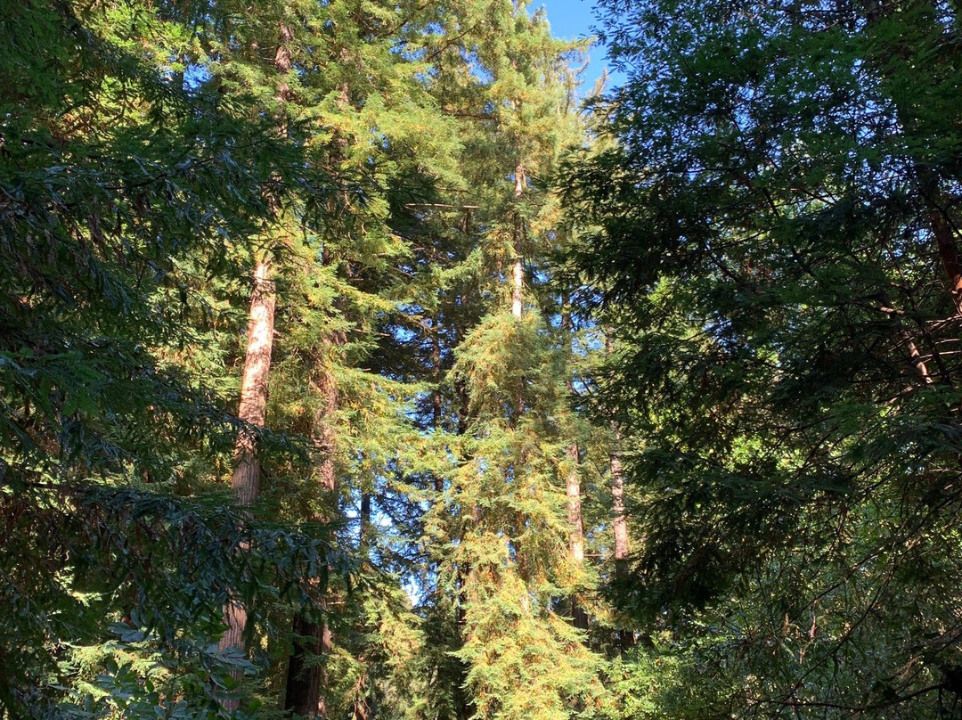 利普伍德度假村主图