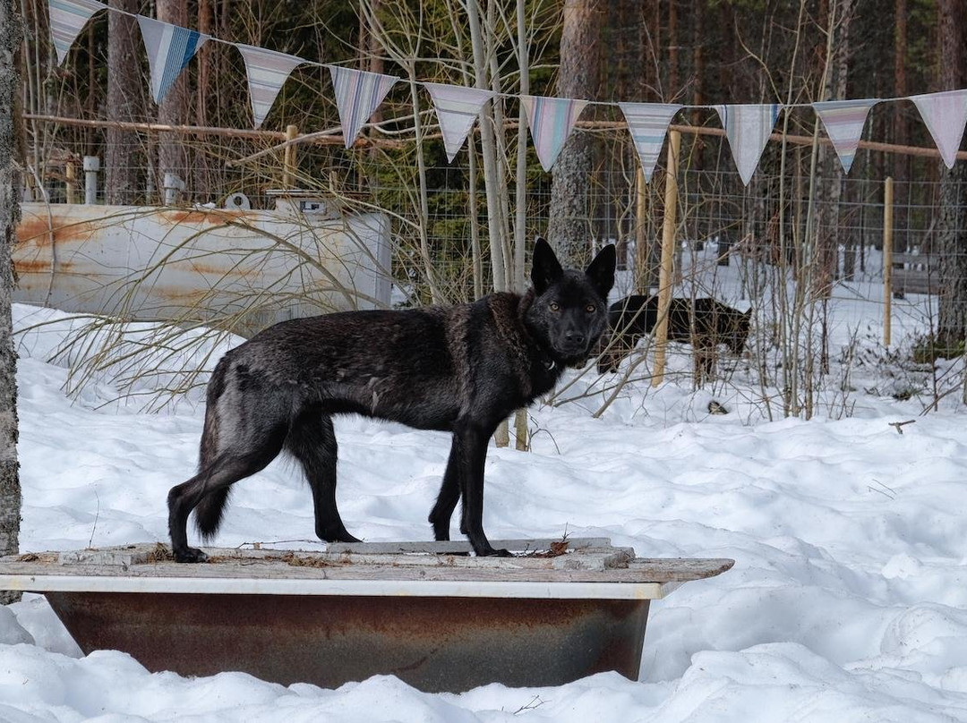 Arctic Wolfland Sanctuary-Ranua必去景点