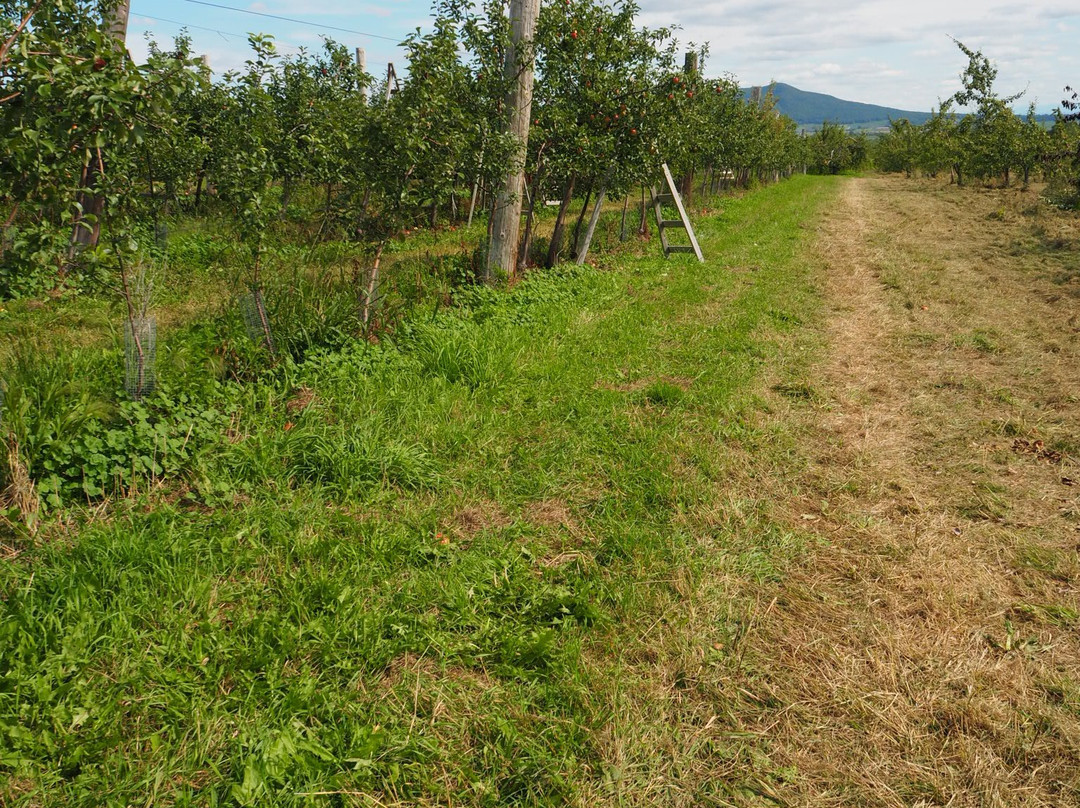 Vergers Petit et Fils-Mont-Saint-Hilaire必去景点
