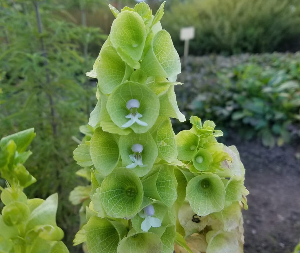 Tartu University Botanical Garden景点图片