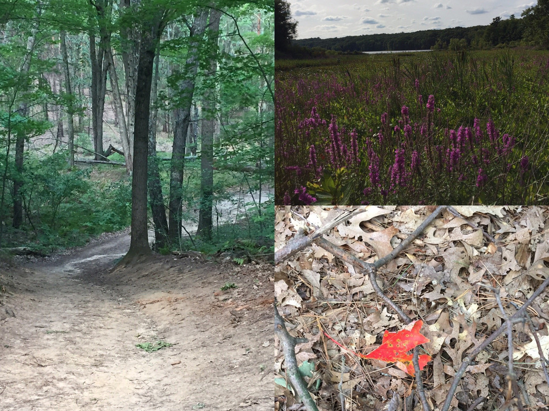 Pickerel Lake Park景点图片