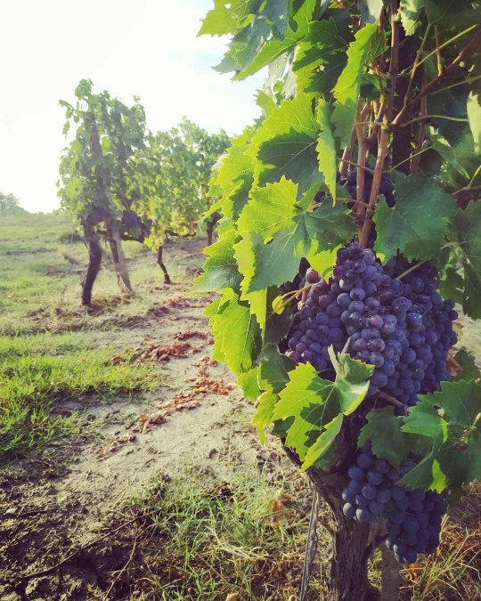 Agriturismo Colleverde-浴室