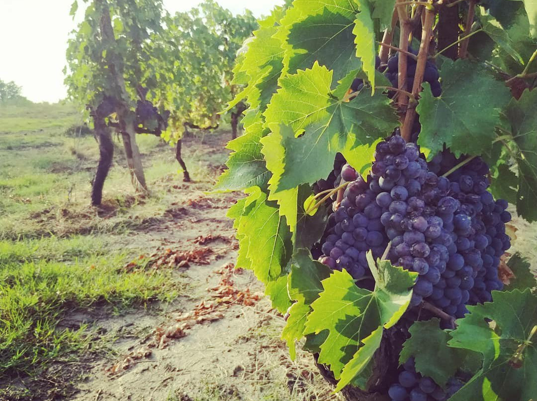 Agriturismo Colleverde主图