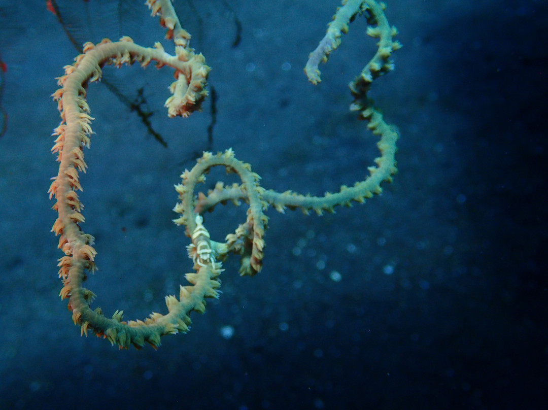 Suci Place-图兰本必去景点