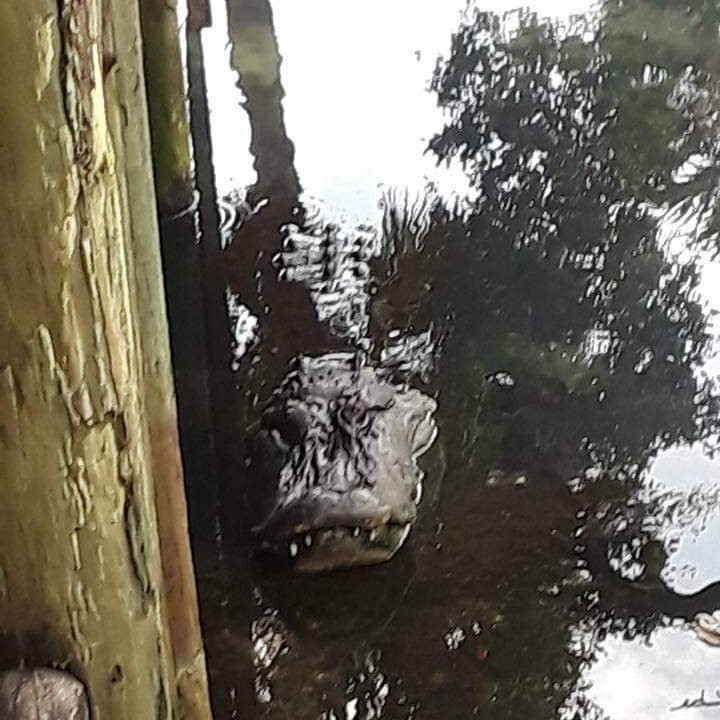 St. Augustine Alligator Farm Zoological Park景点图片