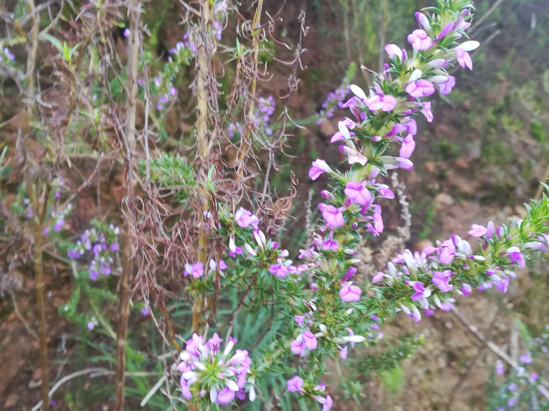 Welvanpas-惠灵顿必去景点