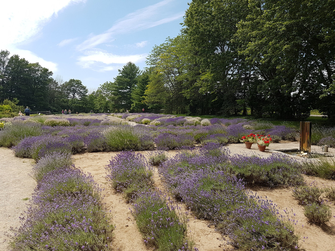 Steed & Company Lavender-Aylmer必去景点