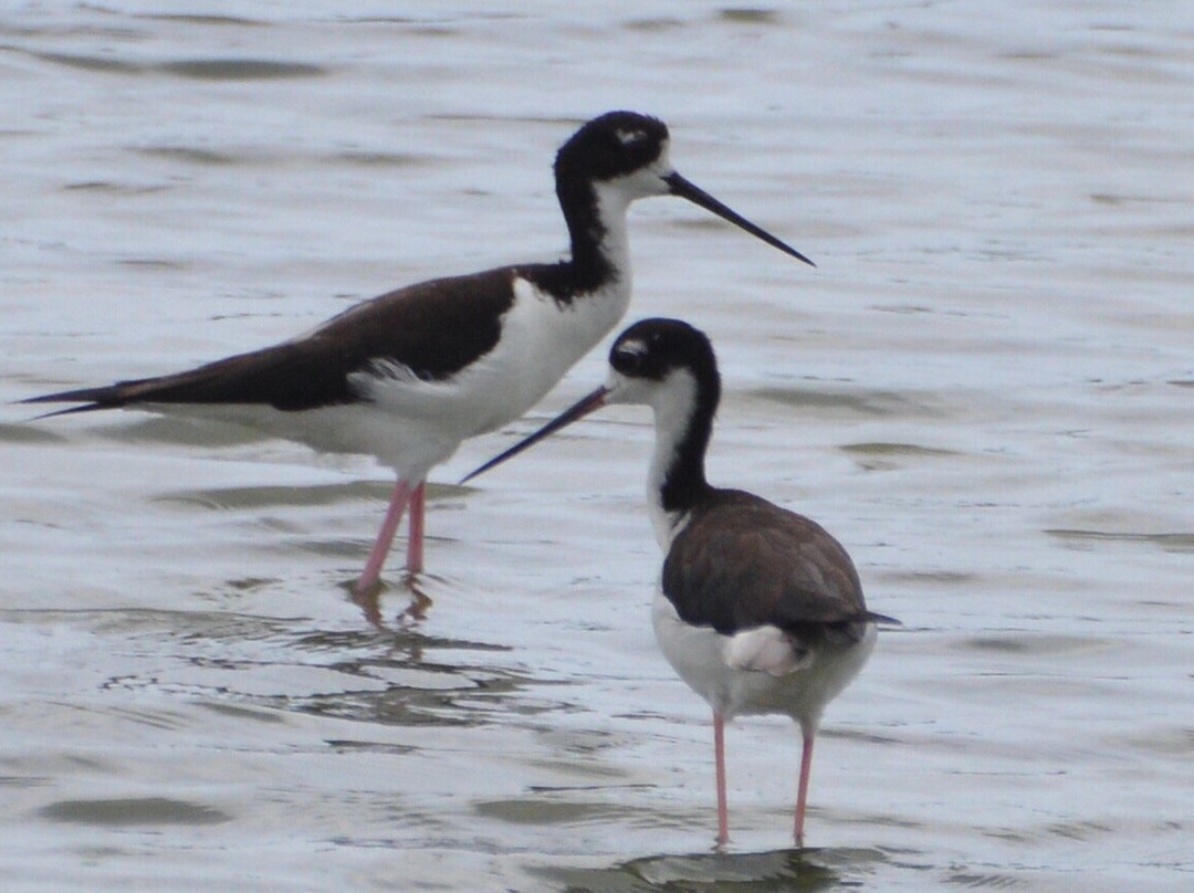 Kawai‘ele Waterbird Sanctuary-科卡哈必去景点