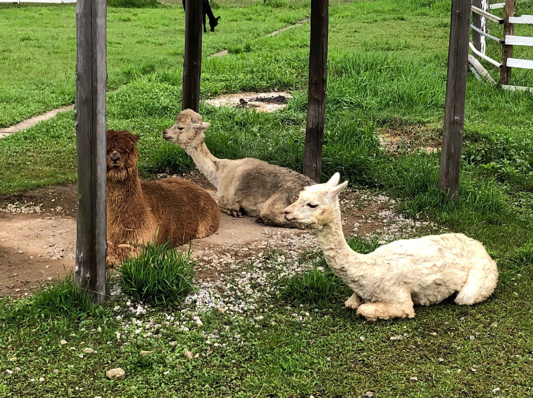 Viva Alpaca Farm-剑渊町必去景点