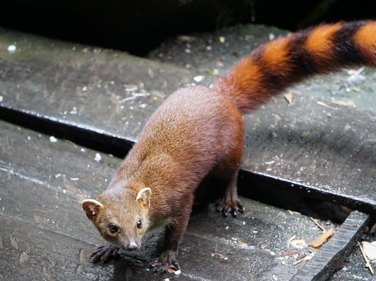 Nadège Rinot-桑巴瓦必去景点