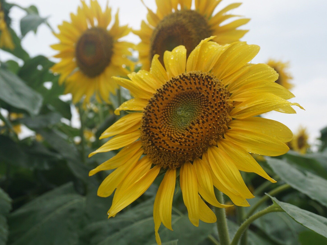 Sunflower field of Akeno景点图片