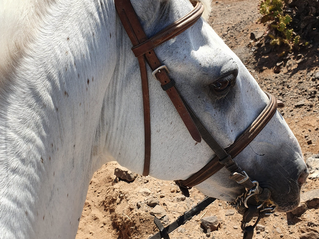 El Salobre Horse Riding-马斯帕洛马斯必去景点