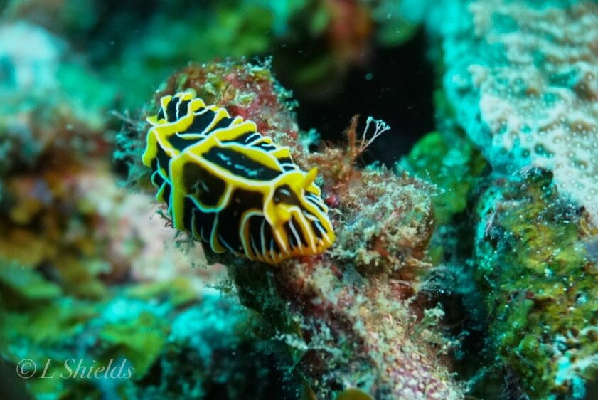 Jean-Michel Cousteau Diving景点图片