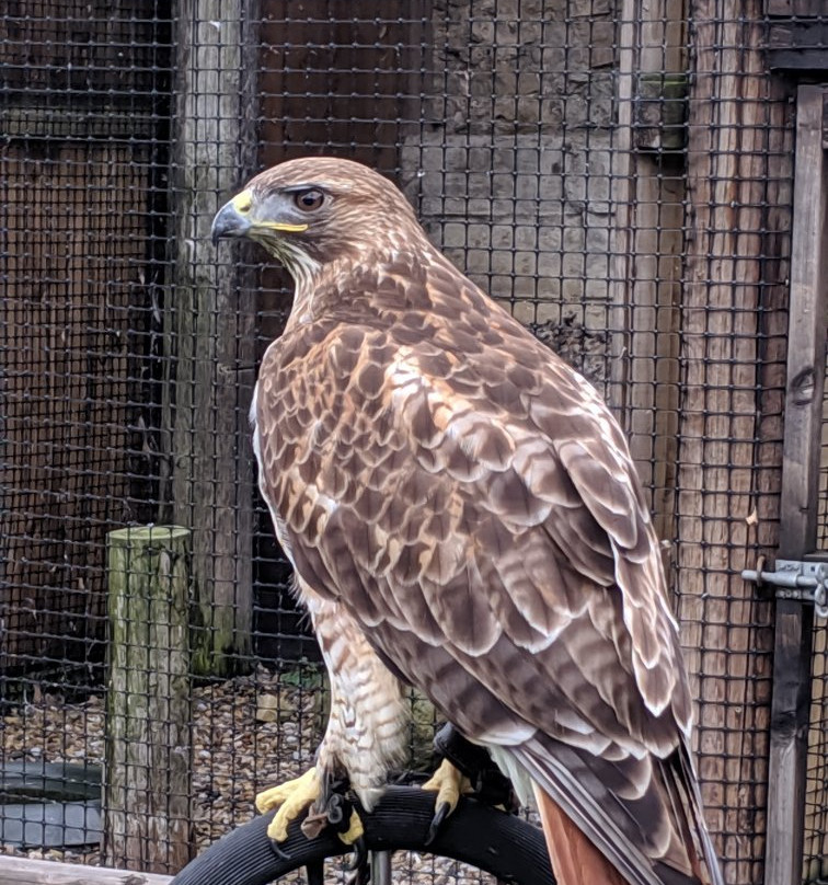 Walworth Birds of Prey景点图片