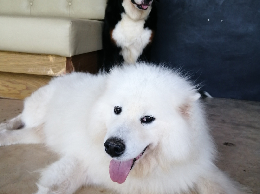 Dogin景点图片