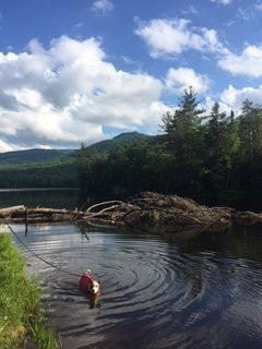 The Paw House Inn主图