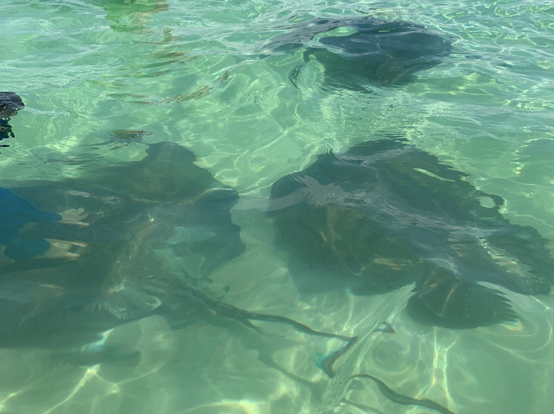Stingray City Bahamas-Great Harbour Cay必去景点