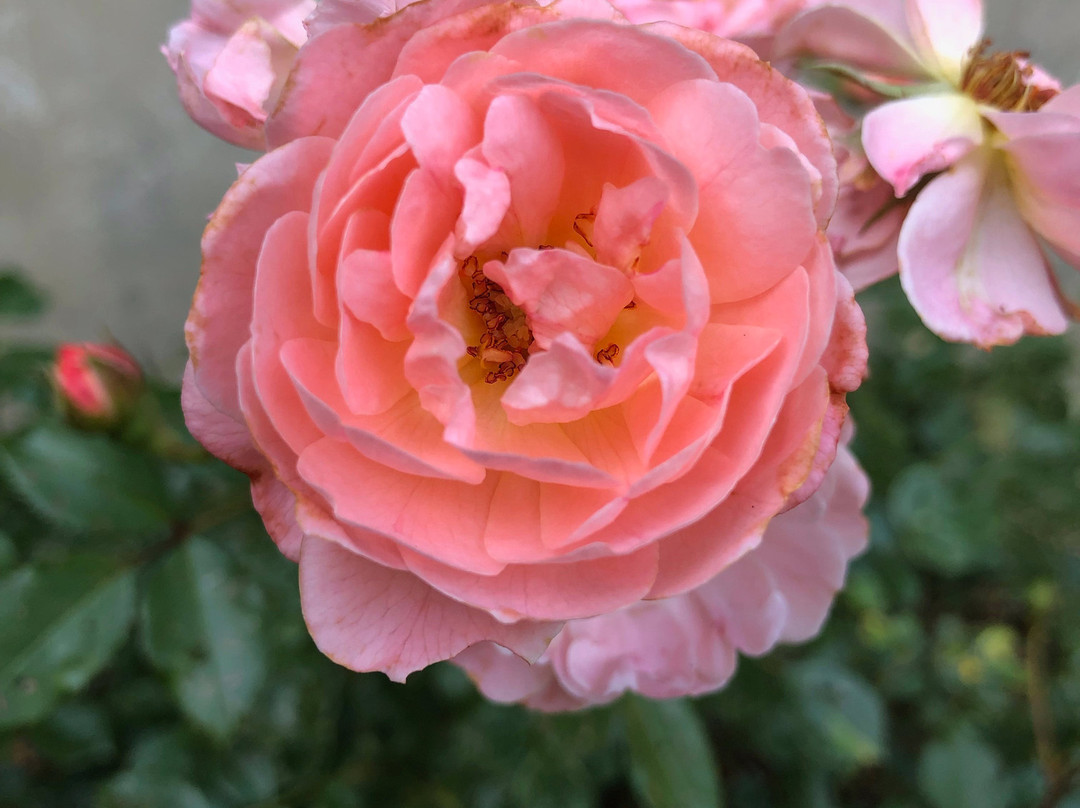 The Inn at Irwin Gardens主图