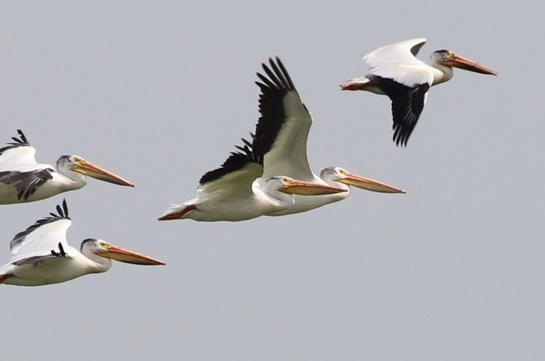 Horicon Marsh Boat Tours- Day Tours景点图片
