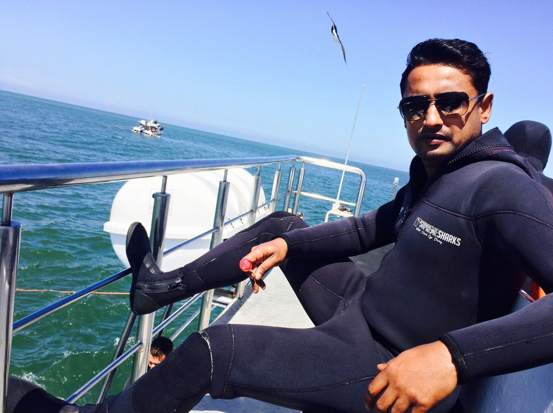 Supreme Sharks-Kleinbaai必去景点