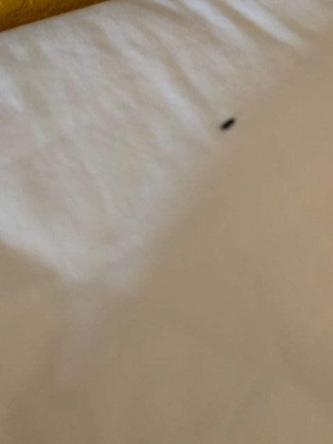 Super 8 by Wyndham Seguin主图