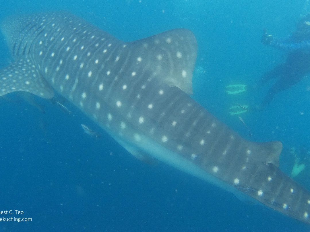 Premier Marine & Scuba Centre-古晋必去景点